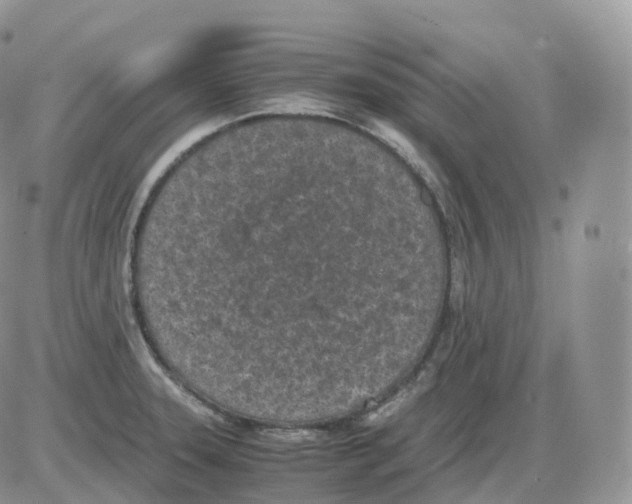 X0000086031331200704201936