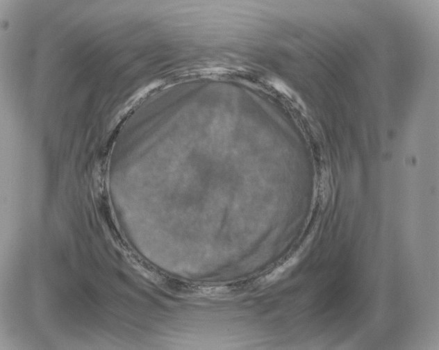 X0000086031353200704201936