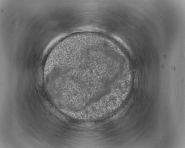 X0000086031358200704201936