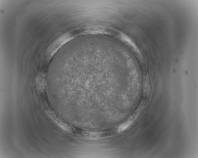 X0000086031361200704201936