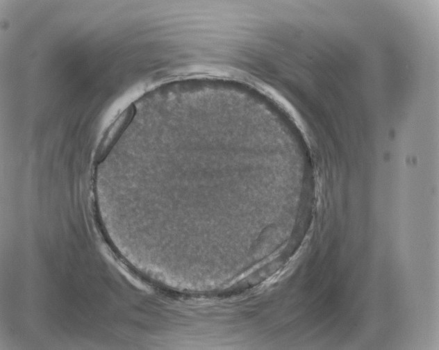 X0000086031373200704201935