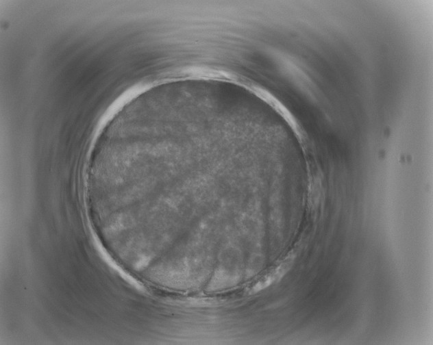 X0000086031381200704201935