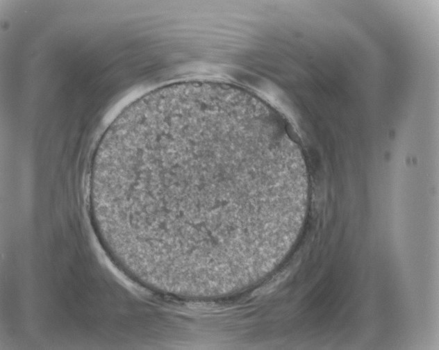 X0000086031383200704201935