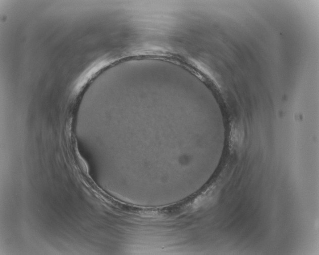 X0000086031455200704201934