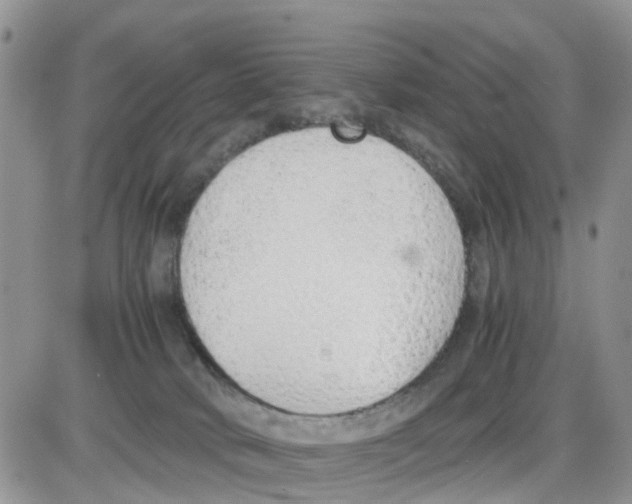 X0000086040034200704202022