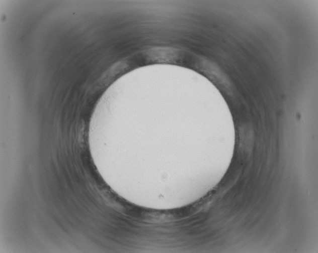 X0000086040073200704202021