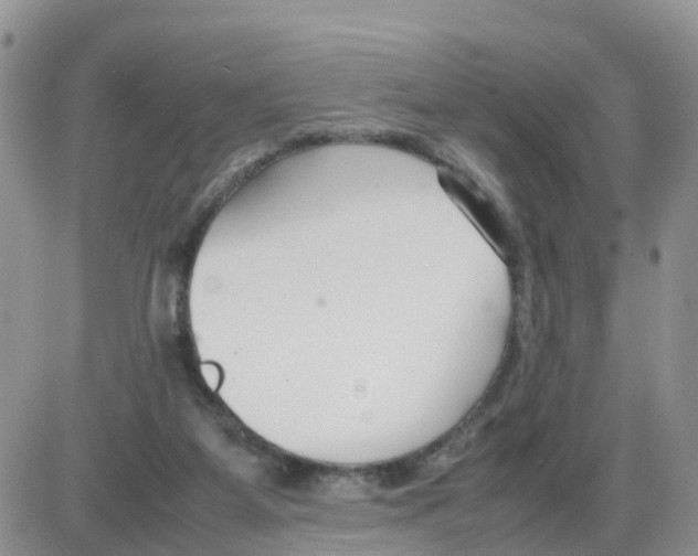 X0000086040115200704202021