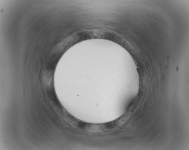 X0000086040129200704202020