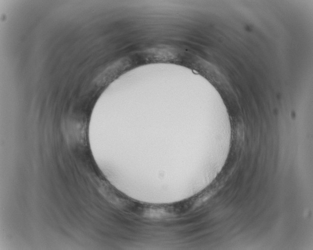 X0000086040177200704202020