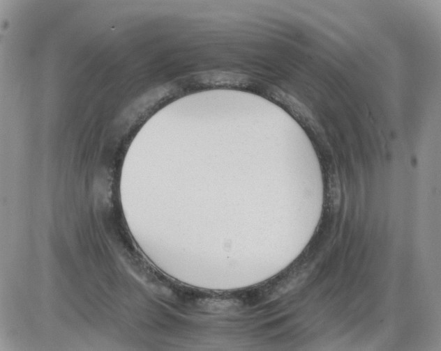 X0000086040255200704202018