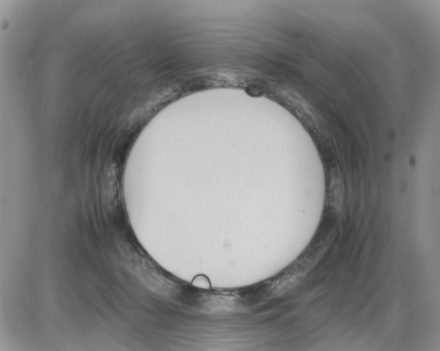 X0000086040318200704202017