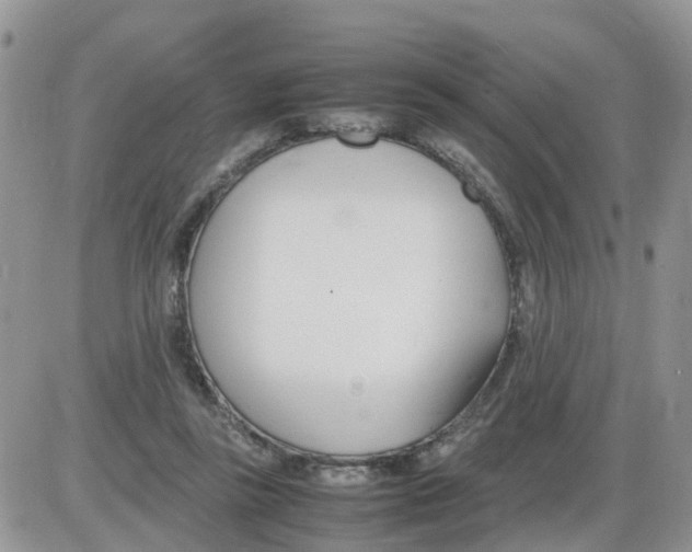 X0000086040355200704202017