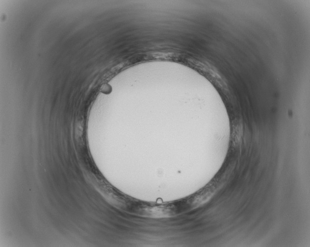 X0000086040365200704202017