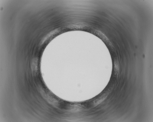 X0000086040396200704202016