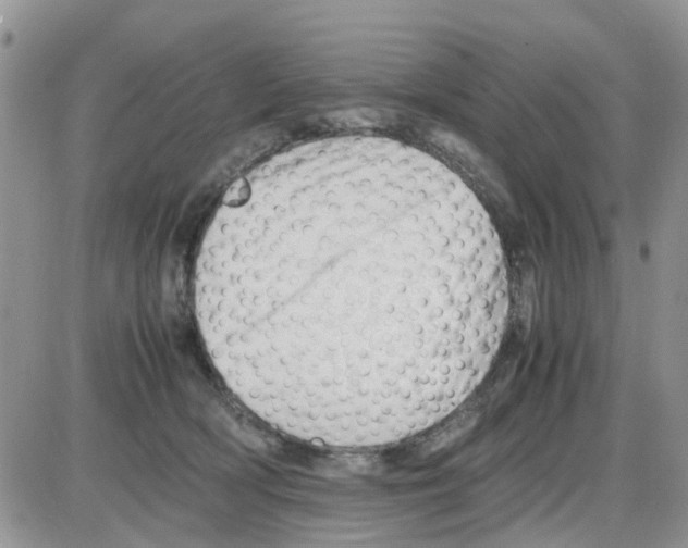 X0000086040418200704202016