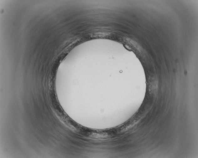 X0000086040455200704202015