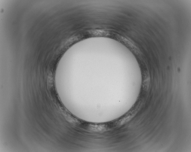 X0000086040469200704202015