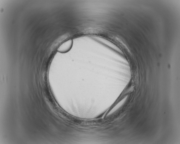 X0000086040491200704202015