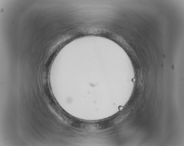 X0000086040683200704202011