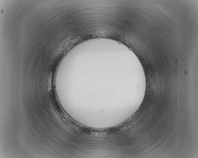 X0000086040694200704202011