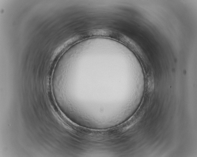 X0000086040725200704202010