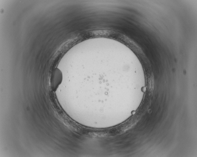 X0000086040733200704202010