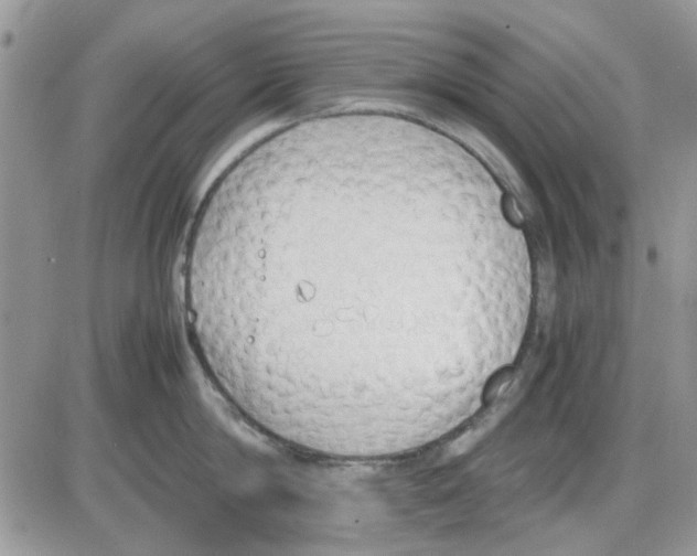 X0000086040814200704202009