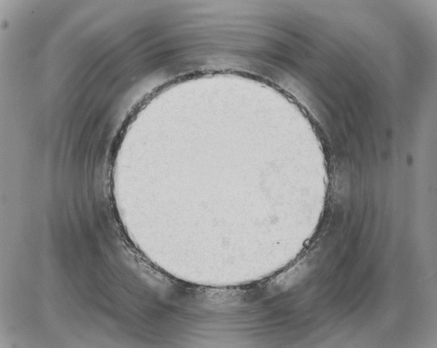 X0000086040832200704202009