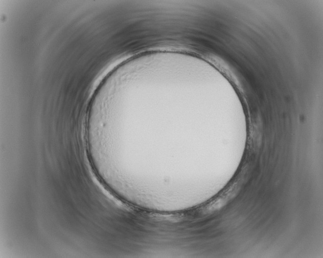 X0000086040855200704202009