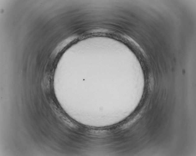 X0000086040921200704202007