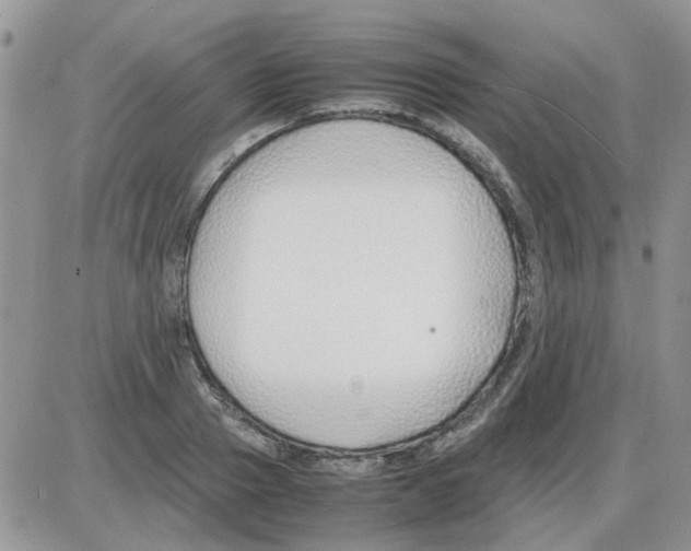 X0000086040937200704202007