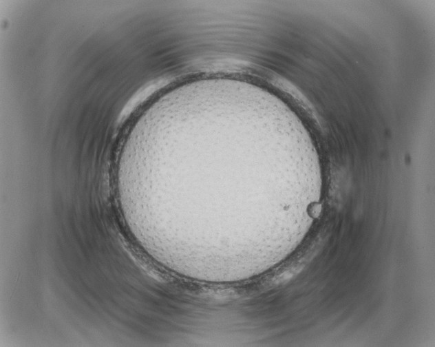 X0000086040978200704202007