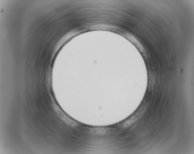 X0000086041000200704202006