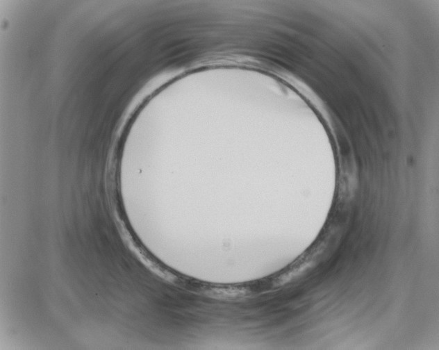 X0000086041053200704202006