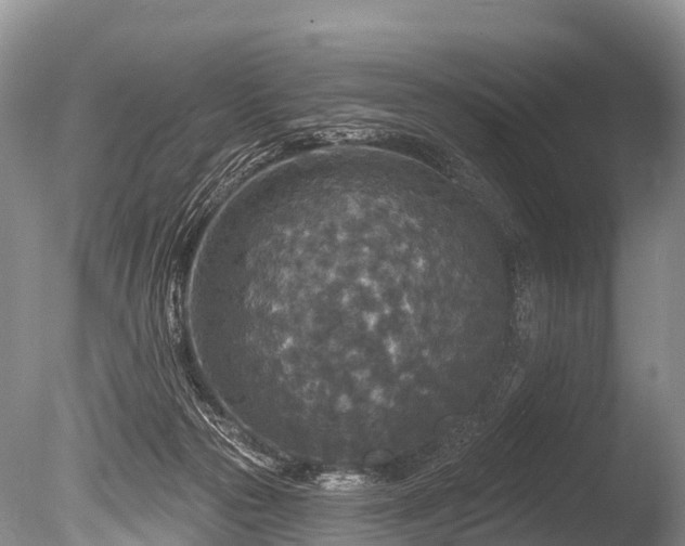 X0000086050169200703301115