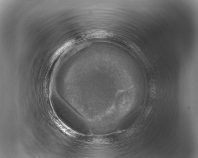 X0000086051026200703301100