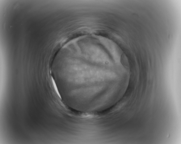 X0000086050624200704091210