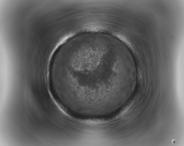 X0000086050630200704091210