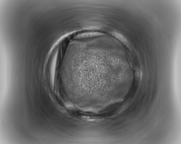 X0000086050676200704091210