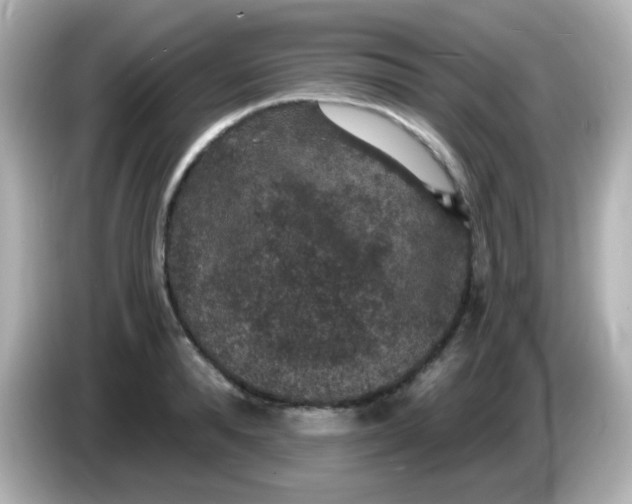 X0000086050896200704091207