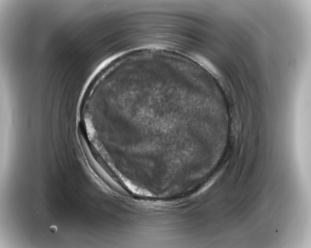 X0000086050940200704091207