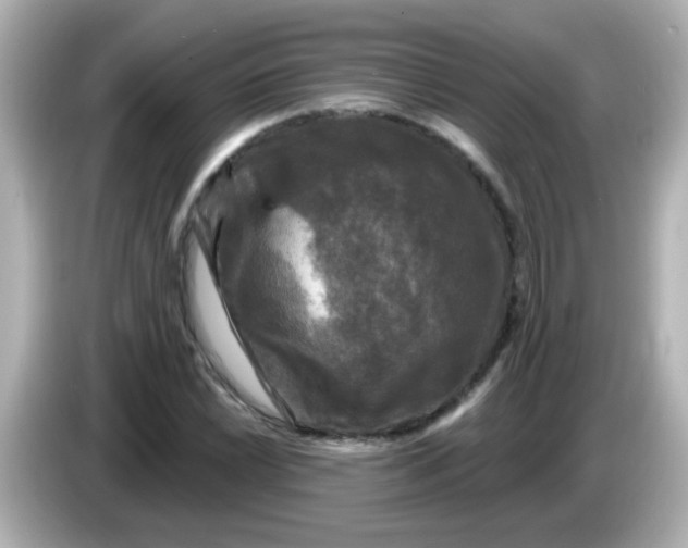 X0000086051022200704091205