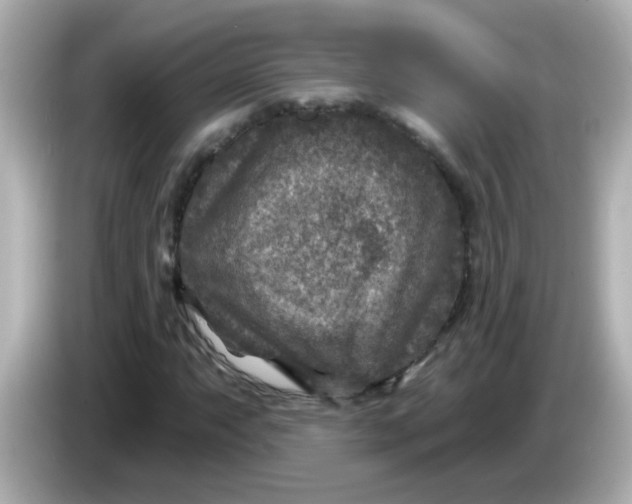 X0000086051063200704091205