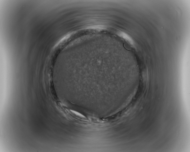 X0000086051064200704091205