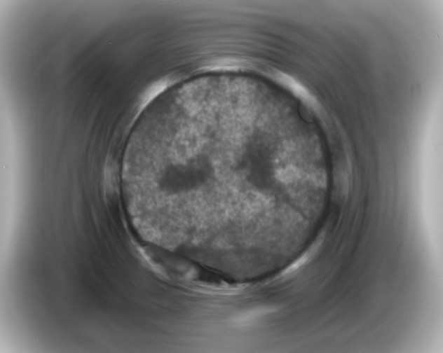 X0000086051329200704091202
