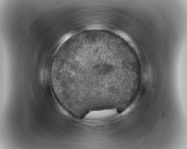 X0000086051337200704091202