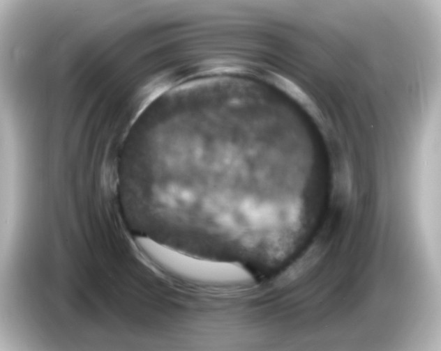 X0000086051377200704091201