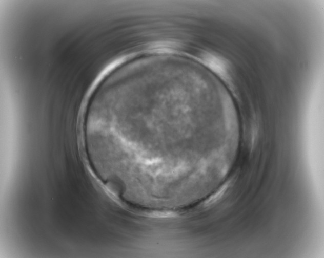 X0000086051384200704091201