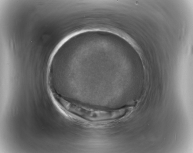 X0000086051536200704091200