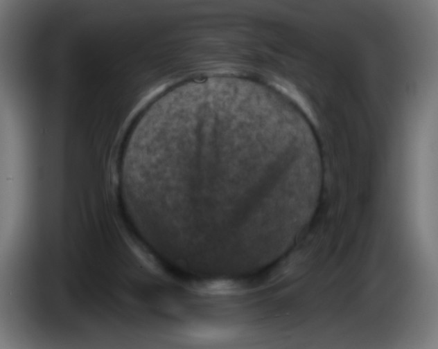 X0000086050059200704132005